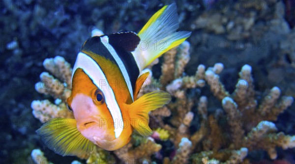 Clark?s Anemonefish, Amphiprion clarkii, Clownfish, Anemonefish, Damselfish, Coral Reef, Lembeh, North Sulawesi, Indonesia, Asia