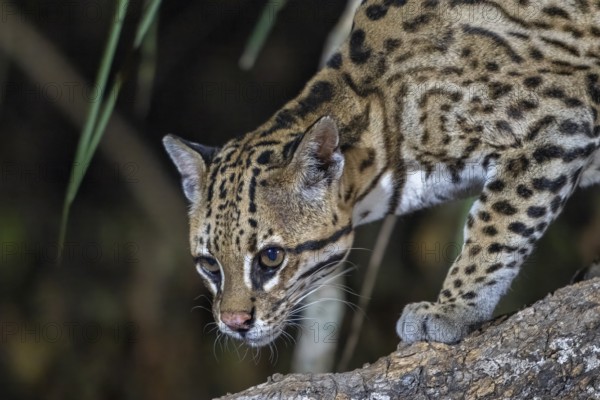 Ocelot (Leopardus pardalis), animal portrait, at night, Pantanal, inland, wetland, UNESCO Biosphere Reserve, World Heritage Site, wetland biotope, Mato Grosso, Brazil, South America