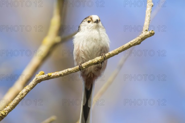 Long-tailed tit on branch (Aegithalos caudatus) Cute little Bird