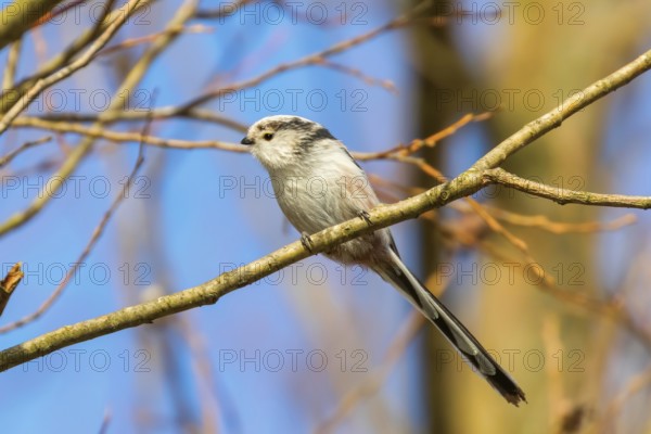 Long-tailed tit on branch (Aegithalos caudatus) Cute little Bird