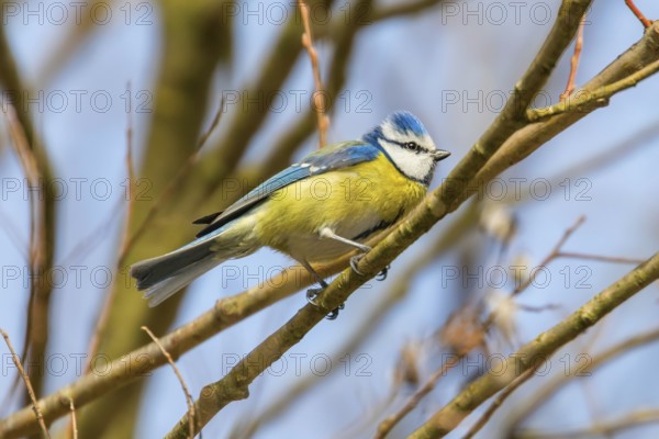 Blue tit on branch, Eurasian blue tit, (Cyanistes caeruleus)