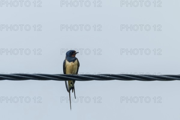 Barn Swallow on a Wire (Hirundo rustica)