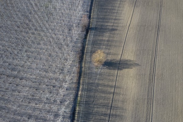 Poplar trees in row countryside Early Spring. Top View