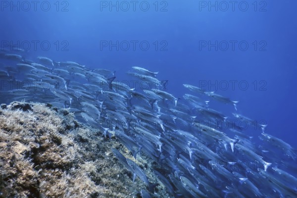 Fish School Underwater, Fish underwater background (Mugil cephalus) Flathead grey mullet