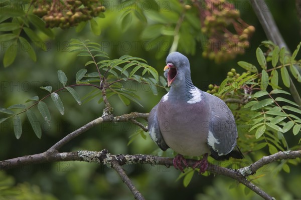 Wood pigeon (Columba palumbus), yawning, in a tree, Baden-Württemberg, Germany, Europe