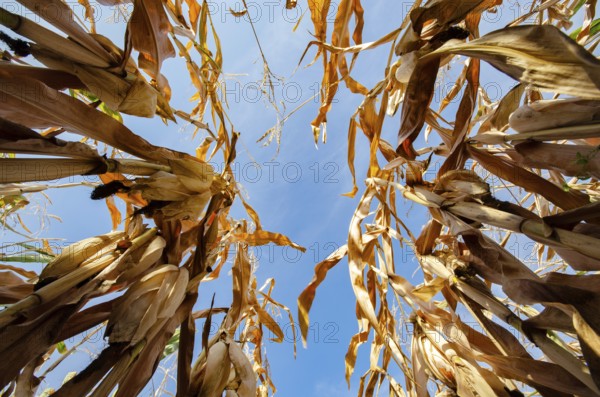 Lov point wideangle view at maize corn field summer time under daylight. Agriculture industrial background