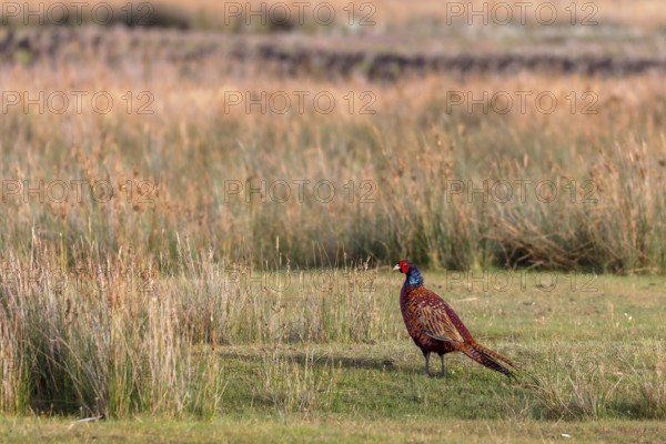 Pheasant (Phasianus colchicus) on the salt marshes on Juist, East Frisian Islands, Germany, Europe