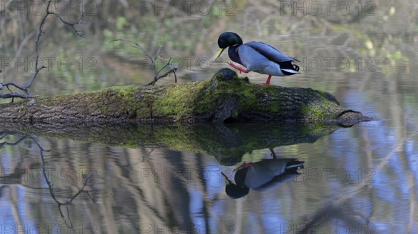 Mallard walking on a mossy log reflected in the calm water, (Anas platyrhynchos), Rosenau, Haut-Rhin, France, Europe