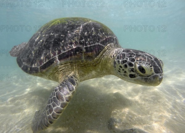 Large sea turtle underwater close-up