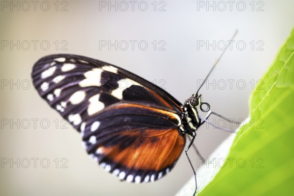 Longwing Butterfly