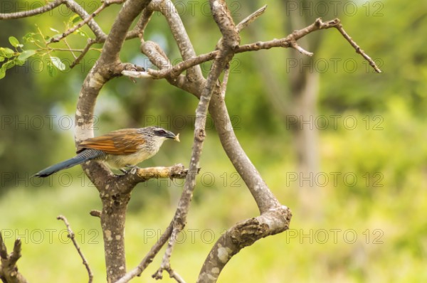 Burchell Cuckoo sitting on a branch with a butterfly in beak in Amboseli Park in Kenya