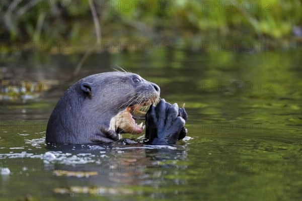 Side view head of a Giant Otter eating a fish in his claws on river surface, Pantanal Wetlands, Mato Grosso, Brazil, South America
