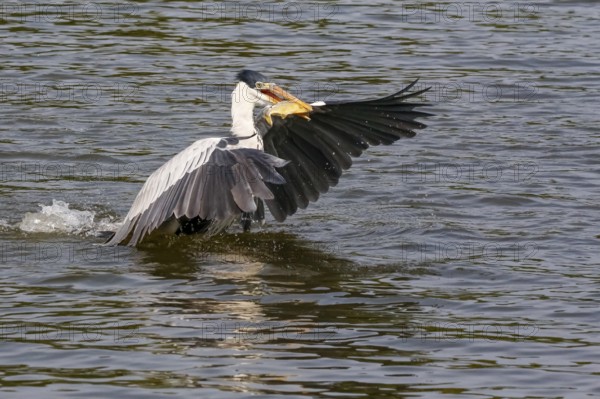 Cocoi Heron starting on river surface with piranha crosswise in beak, wings spread, Pantanal Wetlands, Mato Grosso, Brazil, South America