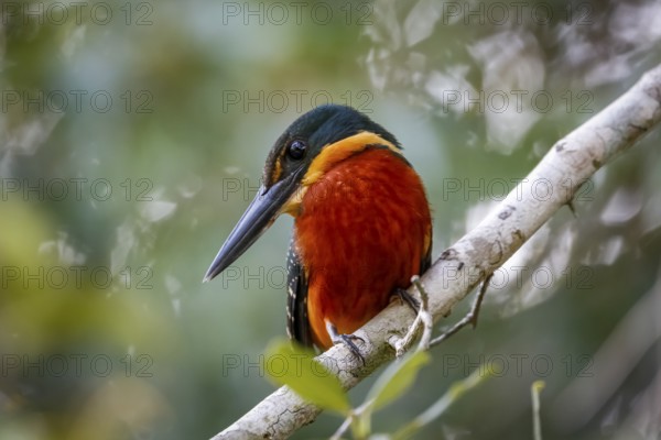 Close-up of a colorful Green-and rufous Kingfisher against defocused background, Pantanal Wetlands, Mato Grosso, Brazil, South America