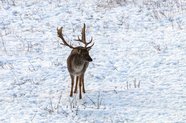 Fallow deer buck snow winter landscape (Dama Dama)