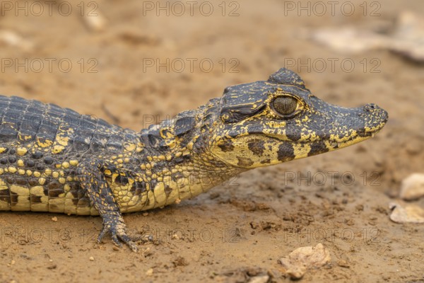 Caiman (Caimaninae), Crocodile (Alligatoridae), crocodile (Crocodylia), animal portrait, young animal, juvenile, Pantanal, inland, wetland, UNESCO biosphere reserve, world natural heritage, wetland, Mato Grosso, Brazil, South America