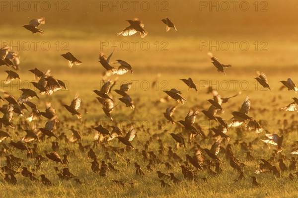 Common Starling on the Field at Sunset (Sturnus vulgaris) European starling