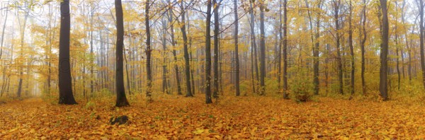 Panorama of autumn forest with fallen leaves with morning fog