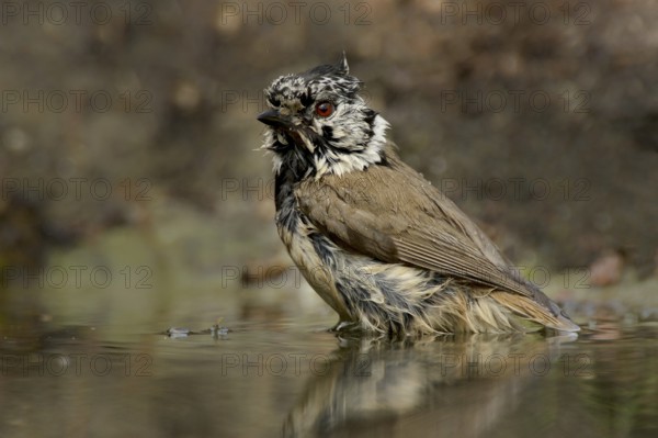 Crested tit after the bath