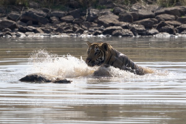 Tiger (Panthera tigris), Bengal tiger or Indian tiger, big cat (Pantherinae), carnivore (Carnivora), critically endangered, playing with killed wild boar (Sus scrofa) in the water, Satpura National Park, Tiger Reserve, Madhya Pradesh, Pachmarhi Biosphere Reserve, India, Asia