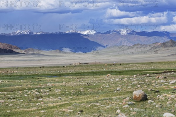 Mongolian landscape with mountain steppe with ger and herd of horses, sheep and cow. Western Mongolia