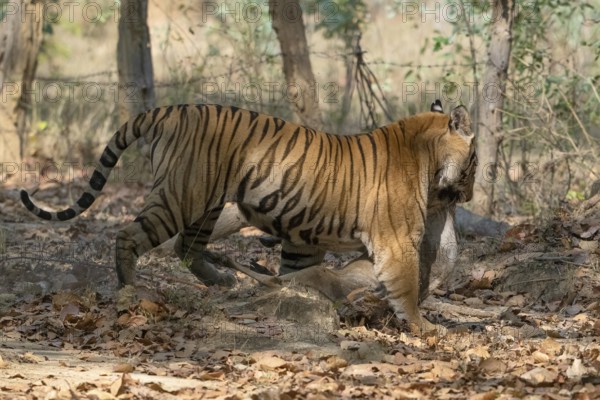 Tiger (Panthera tigris), Bengal tiger or Indian tiger, big cat (Pantherinae), carnivore (Carnivora), highly endangered, a male tiger with a facial injury has killed a young cattle, Bandhavgarh National Park, tiger reserve, Madhya Pradesh, Vindhya Mountains, India, Asia