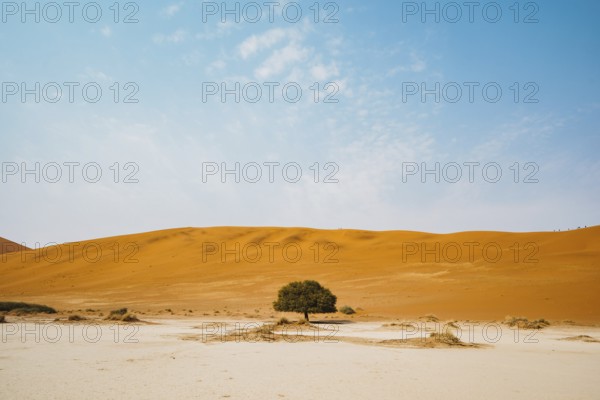 Lonely tree in the desert of sossusvlei dedvlei Namibia Africa