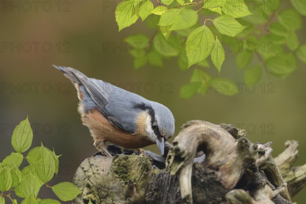 Bird 76