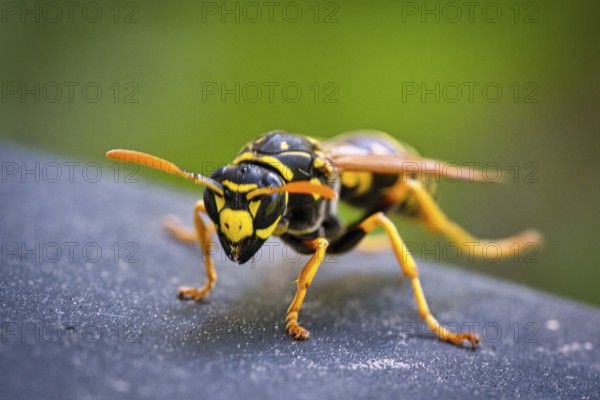 Wasp in portrait, as macro shot. nicely cropped, so that the details come out better