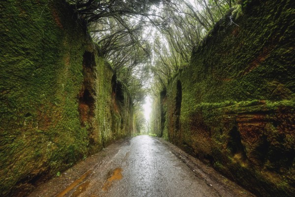 Exploring green laurel forest narrow pathway with mossy walls