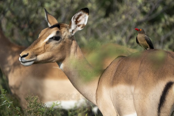 Oxpecker chopper on Impala, Gauteng, South Africa, Africa