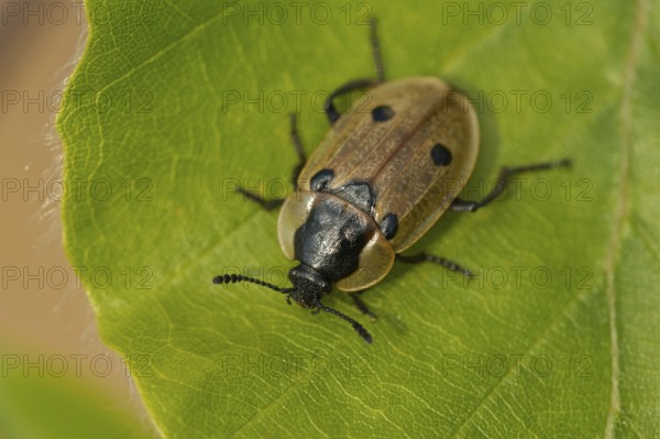 Four-spotted caterpillar moth (Dendroxena quadrimaculata)