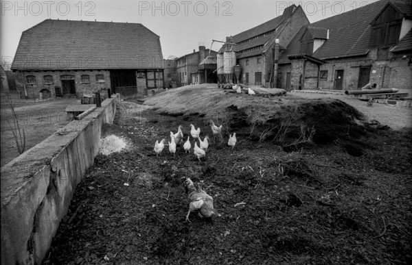 Germany, Kampehl, 01.02.1992, Chickens on the dung heap of a farm in Kampehl, Europe