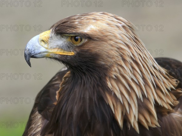 The portrait of Golden Eagle on the brown background