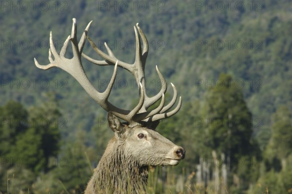 An 18 point red deer stag of 346 SCI, West Coast, South Island, New Zealand, Oceania