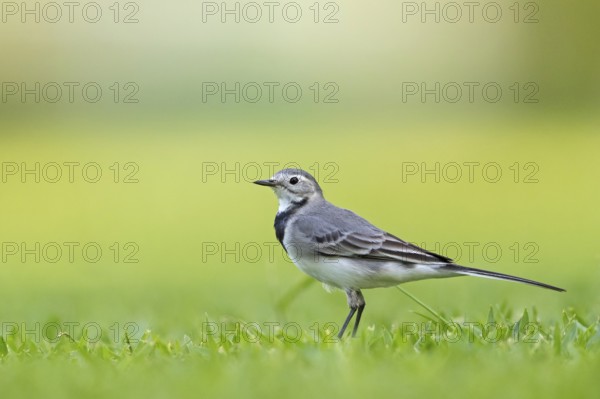 White wagtail, (Motacilla alba), songbird, Al Qurm Park, Muscat, Muscat, Oman, Asia
