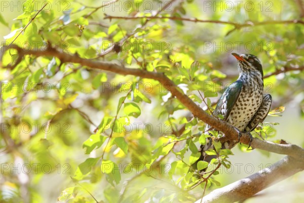 Golden cuckoo, Afrotropical species, family of golden cuckoos, cuckoo, (Chrysococcyx caprius), Wadi Darbat, Salalah, Dhofar, Oman, Asia