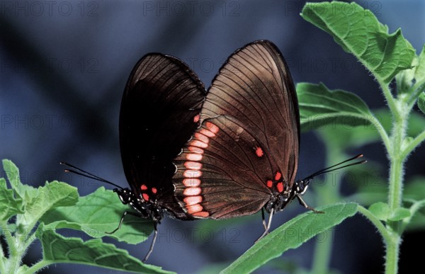 Tropical butterfly, Costa Rica, Central America