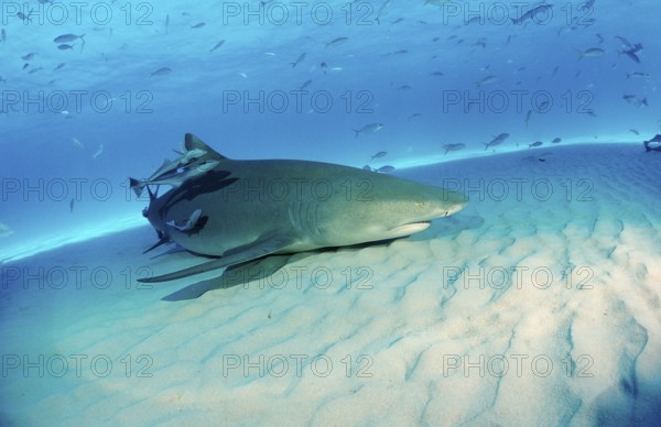 Lemon Shark, Negaprion brevirostris, Bahamas, Grand Bahama Island, Atlantic Ocean, Central America