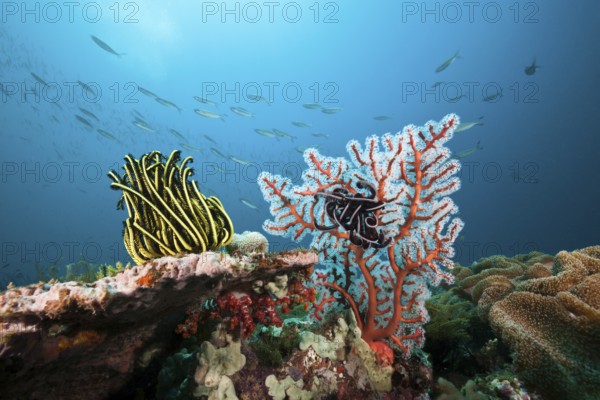 Reef with feather star, Triton Bay, West Papua, Indonesia, Asia