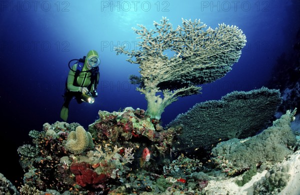 Diver and table coral, Acropora divaricata, Sudan, Africa, Red Sea, Africa