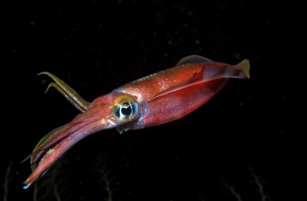 Large-fin reef squid at night, Sepioteuthis lessoniana, Bali, Indian Ocean, Indonesia, Asia