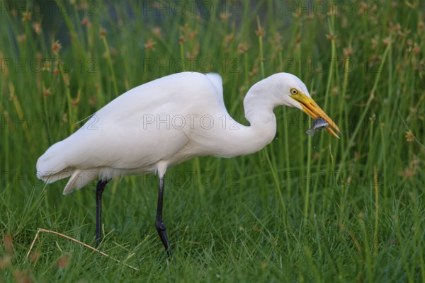 Asian Intermediate Egret, Intermediate Egret, Egretta intermedia, Mesophoyx intermedia, Aigrette intermédiaire, Héron intermédiaire, Garceta intermedia Salalah, Khawr Rawri, Dhofar, Oman, Asia