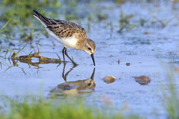 Animals, Birds, Little Sandpiper, (Calidris minuta), Biotope, Habitat, Foraging, Migratory bird, Limicoles Salalah, Khawr Rawri, Sohar, Oman, Asia