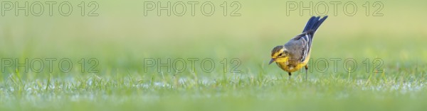 Citrine wagtail, (Motacilla citreola), songbird, family of stilts and pipits, biotope, habitat, foraging Muscat, Al Qurm Park, Muscat, Oman, Asia