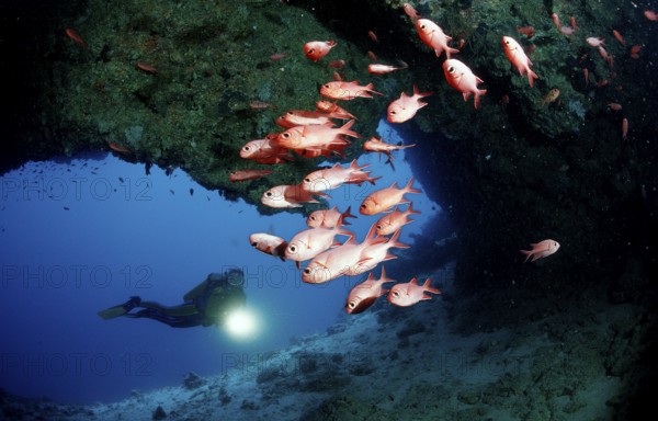 Scuba diver and white-fringed soldierfish, underwater cave, Myripristis murdjan, Maldives, Indian Ocean, Ari Atoll, Asia