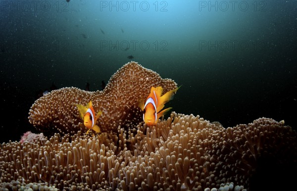 Two Red Sea Anemonefish, Amphiprion bicinctus, Djibouti, Djibouti, Africa, Afar Triangle, Gulf of Aden, Gulf of Tadjourah, Africa