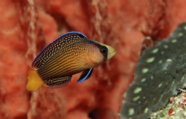 Magnificent dwarf perch, Pseudochromis splendens, Indonesia, Raja Ampat, Irian Jaya, West Papua, Indian Ocean, Asia