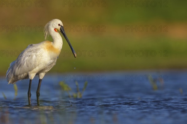 Spoonbill, (Platalea leucorodia), foraging, family of ibises and spoonbills, foraging, biotope, USA, North America, Florida, Everglades, Hides De Calera Tumbihide, Everglades, Florida, USA, North America