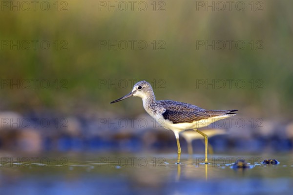 Greenshank, (Tringa nebularia) Wading bird, limesticks, foraging in mudflats, snipe family Salalah, Raysut, Dhofar, Oman, Asia